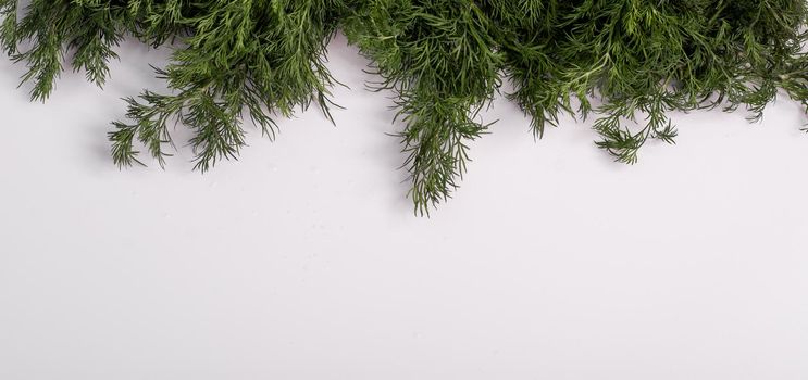 Banner. Dill on a white background. copy space