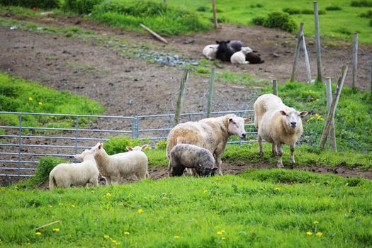 Norway farm sheep lambs, summer view