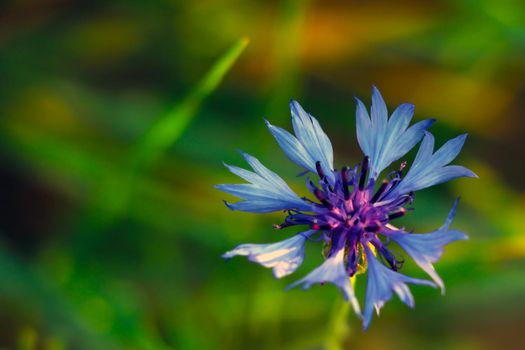 View of a blue flowering cornflower in spring