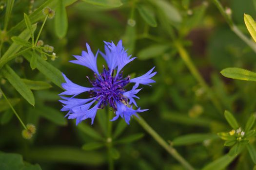 View of a blue flowering cornflower in spring