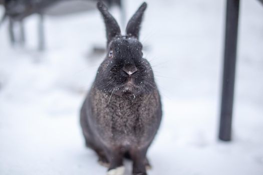 Beautiful, fluffy black rabbit in winter in the park. The rabbit sits waiting for food.