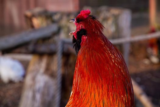 Portrait of an orange rooster with its beak open