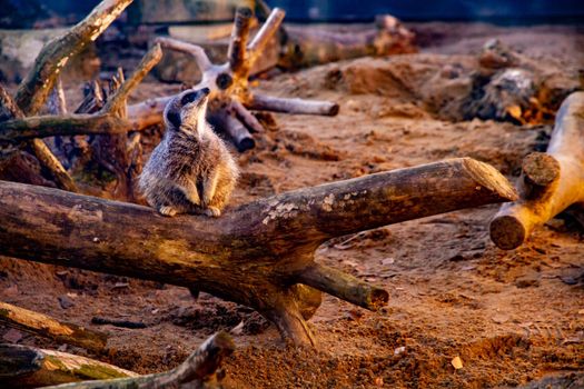 Full-length shot of a meerkat standing on a log in a zoo