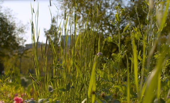 Grass in the city park. Nature background