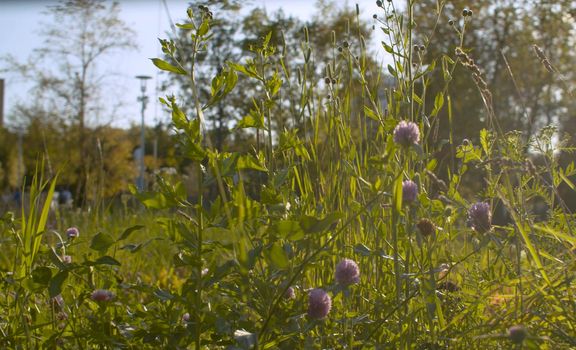 Grass in the city park. Nature background