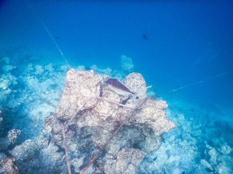 Maldives, plankton and tropical fishes near the re-growing coral reef