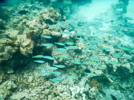 Maldives, plankton and tropical fishes near the re-growing coral reef