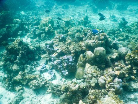 Maldives, plankton and tropical fishes near the re-growing coral reef