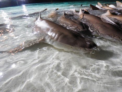 coral reef nurse sharks near the shore in search of food