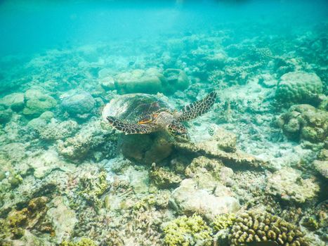 sea turtle on the Maldivian coral reef that swims among placid and peaceful plankton looking for food