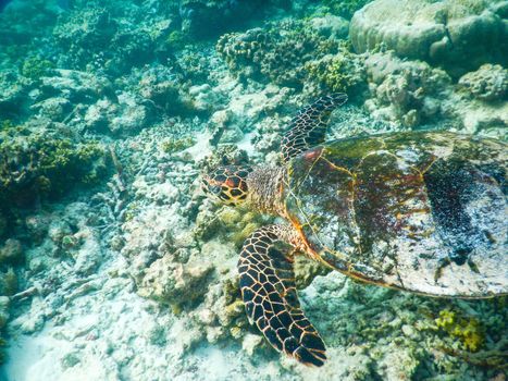 sea turtle on the Maldivian coral reef that swims among placid and peaceful plankton looking for food