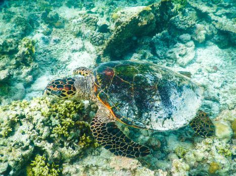 sea turtle on the Maldivian coral reef that swims among placid and peaceful plankton looking for food