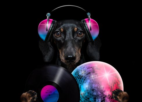 cool dj sausage dachshund  dog listening or singing to music  with headphones and mp3 player isolated on black dramatic dark background