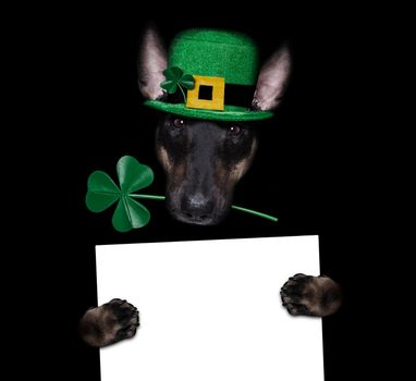 st patricks  day bull terrier  dog with lucky clover isolated on black dark dramtic  background, holding blackboard banner poster