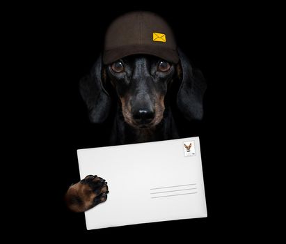 dachshund sausage dog delivering a big yellow package as a postman with cap , isolated on black dark dramatic background