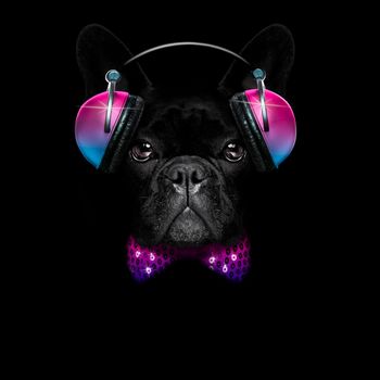 cool dj french bulldog  dog listening or singing to music  with headphones and mp3 player isolated on black dramatic dark background