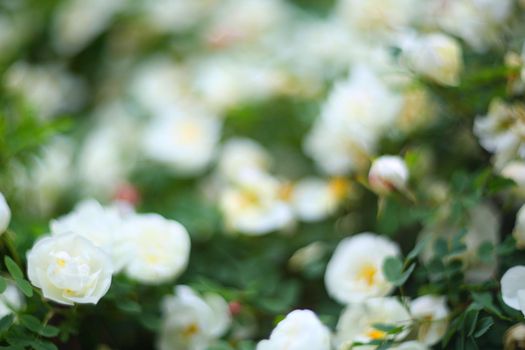 Wild white roses bush rosehip defocused stylish background