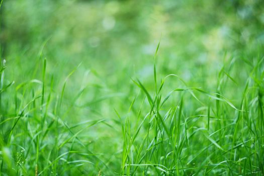 Fresh spring wild green grass background at sunny day