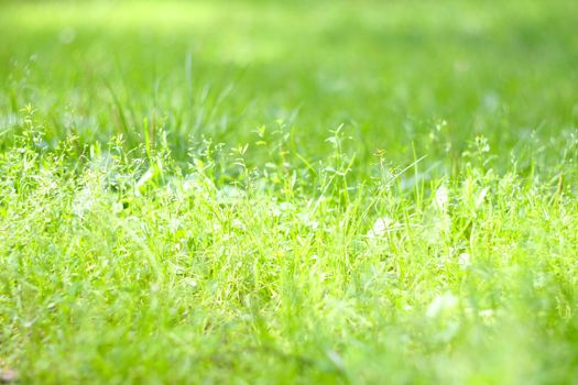 Fresh spring wild green grass background at sunny day