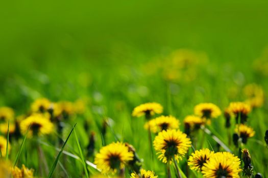 Spring yellow dandelion flowers in grass beautiful background