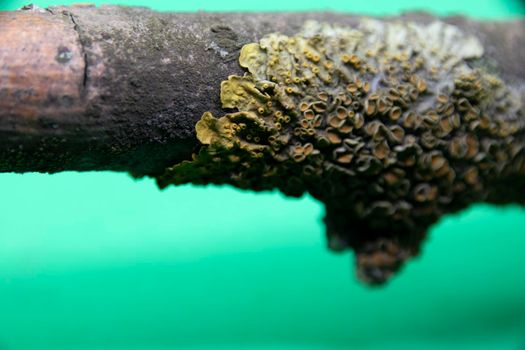 Lichen on a dry branch of a tree close-up on a green background. Green lichen on a branch.