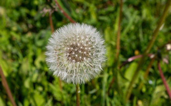 Dandelion on the background of green grass on a summer day.