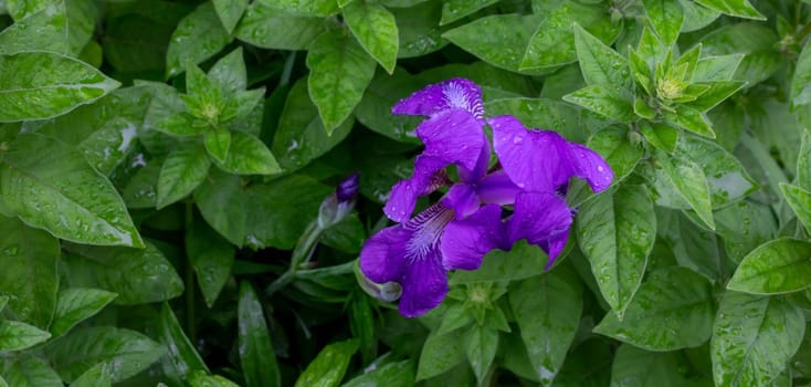 Purple iris on a background of bright green grass and herbs. Gardening, growing perennial plants in a flower bed.