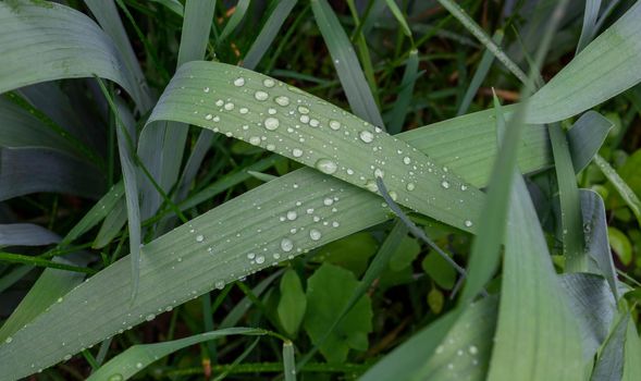 Dew drops on the grass in the early morning.