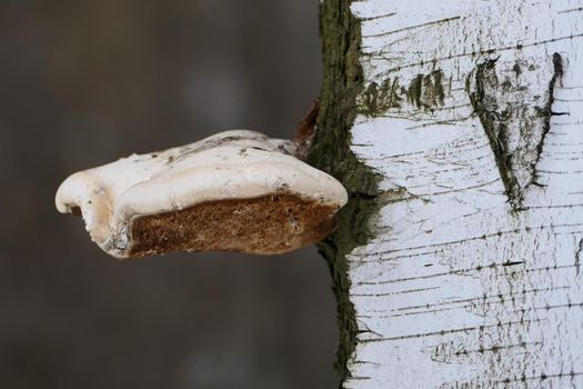 The chaga mushroom is large on the trunk of the tree. The texture of the birch trunk. Close-up. High quality photo