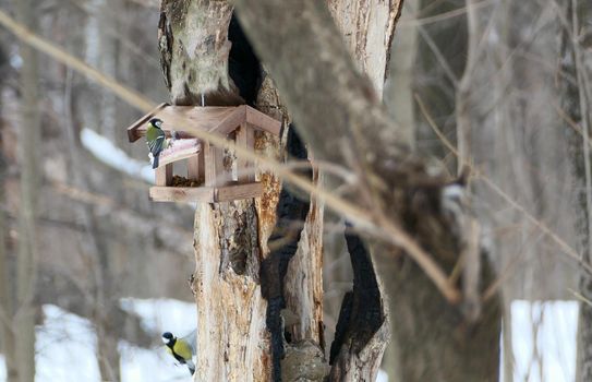 Bird feeder in winter on a tree. Wintering birds in the woods or in the park. High quality photo