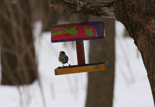 Bird feeder in winter on a tree. Wintering birds in the woods or in the park. High quality photo