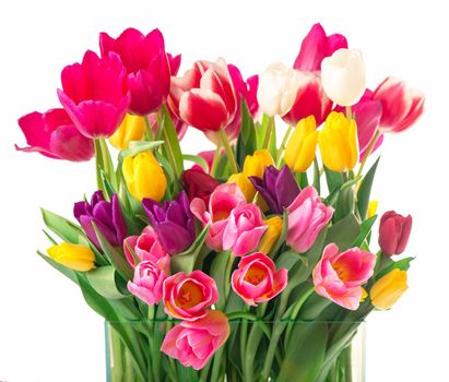 Many beautiful colorful tulips with leaves isolated. Horizontal photo with fresh spring flowers for any festive design