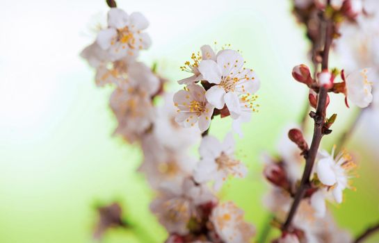 Blooming apricot branch in the spring garden