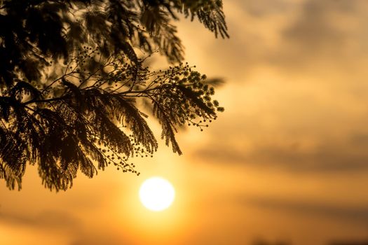 Acacia branches silvery in the contour light on the background of a bright sunset.
