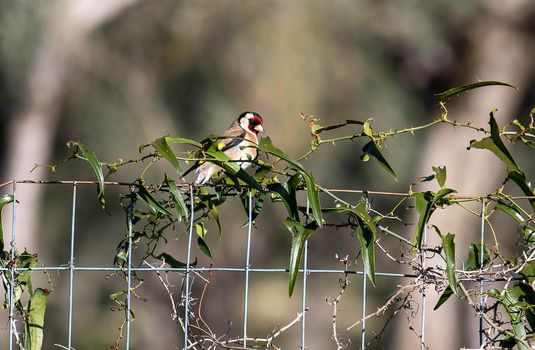 a goldfinch bird perched on a log looking for food