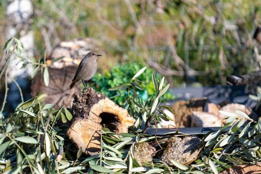 a redstart bird perched on a log looking for food