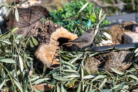 a redstart bird perched on a log looking for food