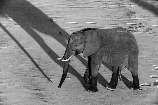 A lone African Elephant (Loxodonta africana) bull crossing the sandy bed of the Letaba River