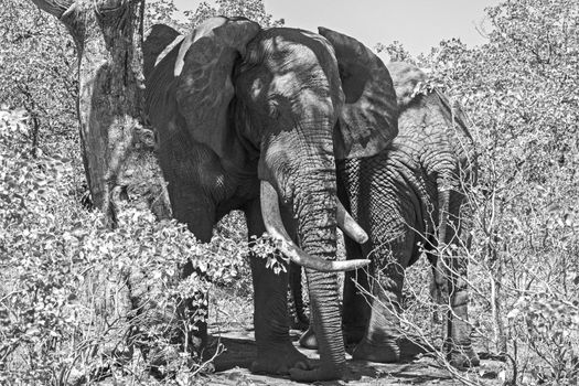 Two mature African Elephant (Loxodonta africana) bulls sleeping in the shade of a tree