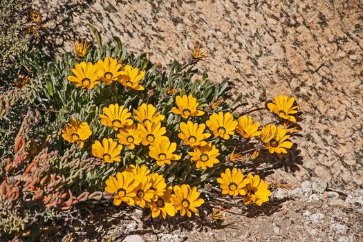 The Hondeklipbay Gazania is endemic to a narrow coastal habitat of South Africa’s Namaqua Coast where it is threatened by diamond mining and vehicular disturbance.