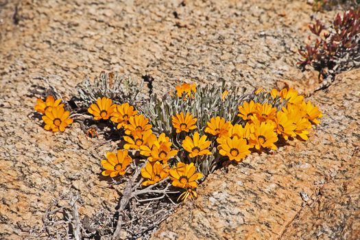 The Hondeklipbay Gazania is endemic to a narrow coastal habitat of South Africa’s Namaqua Coast where it is threatened by diamond mining and vehicular disturbance.