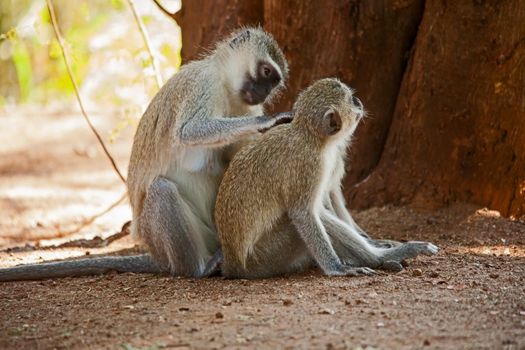 A female Vervet Monkey (Cercopithecus aethiops) grooming her sub-adult young.