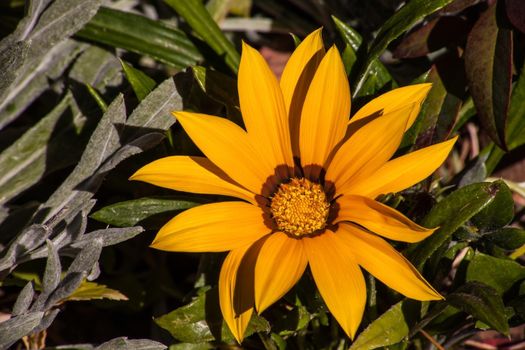 The Gazania is an important part of the annual Namaqualand Spring Flower display, but can also be cultivated in gardens and even in pots