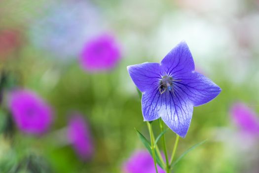 large purple Bluebell flower on blurred green background with bright spots of pink color