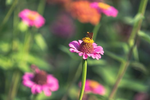 Butterfly on a pink zinnia flower. The natural background.