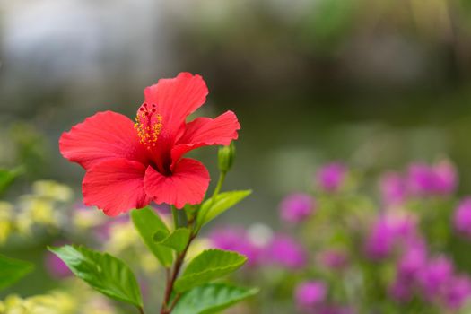 Red hibiscus flower on blurred green background with bokeh.