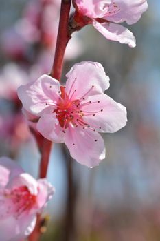 Nectarine Stark Redgold flowers - Latin name - Prunus persica var. nucipersica Stark Redgold
