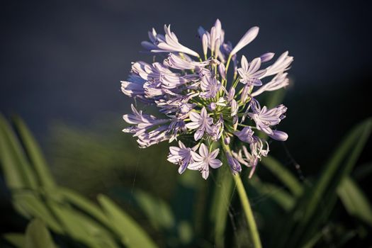 the agapanthus Africanus flower on blurred background