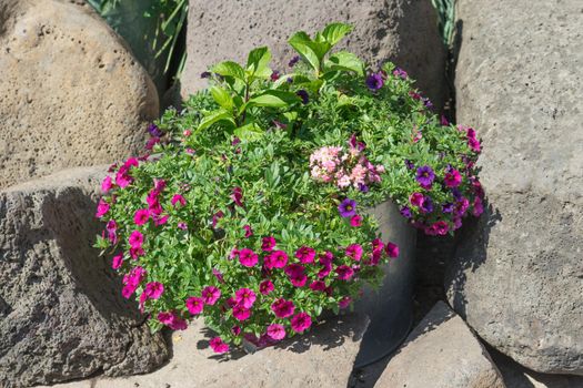 garden flowers in an Alluminum bucket on a background of large stones on a Sunny day
