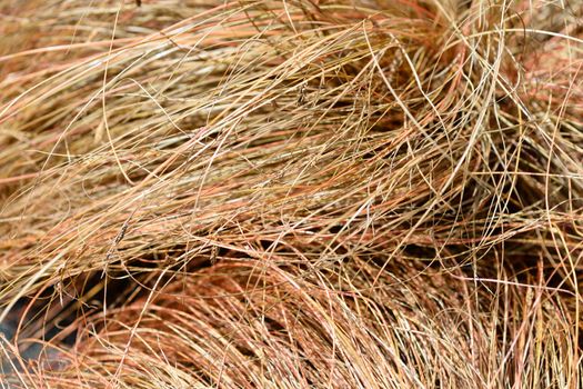 Bronze New Zealand hair sedge - Latin name - Carex comans Bronze Form